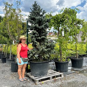 Smrek pichľavý (Picea Pungens) ´Glauca KOSTER´ - výška 280-300 cm, kont. C230L